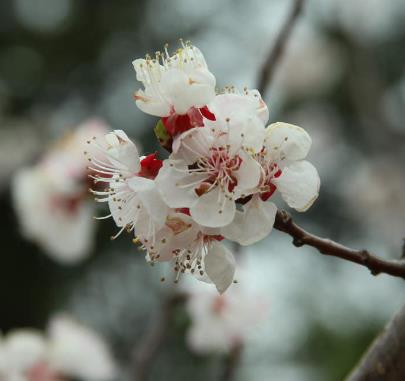Villa 花園設(shè)計中櫻花盛開后怎么辦？