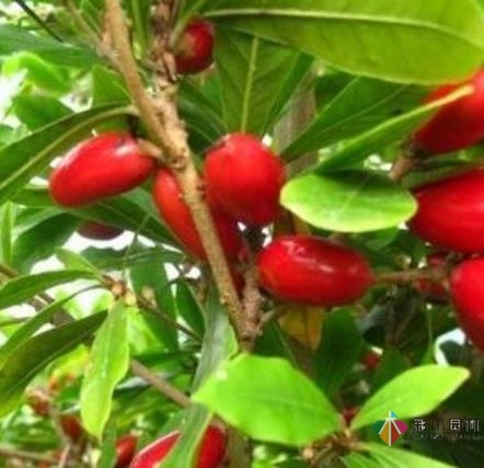 Villa 花園設(shè)計獅子座秘密果實的盆栽法