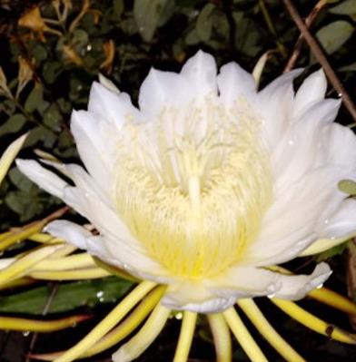 Villa 花園設(shè)計中如何修剪曇花