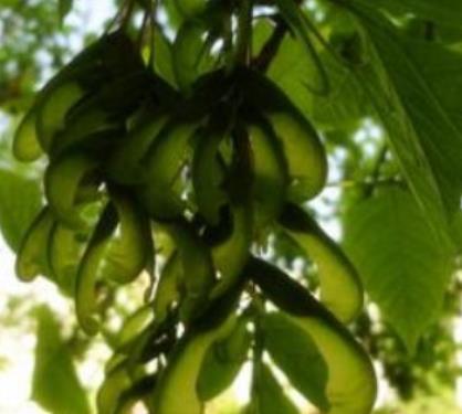 Villa 花園設(shè)計中如何修剪復葉槭？