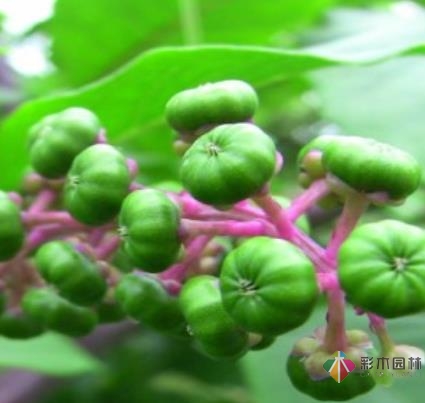 Villa 花園商陸在設(shè)計中是如何繁殖的？
