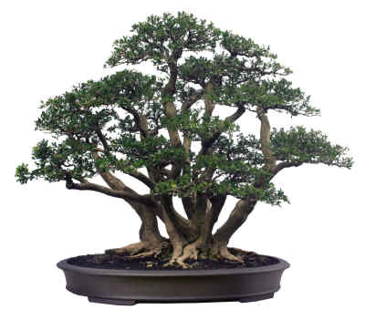 花園 ~里總要有個盆景吧，為什么這么貴？怎么澆水保養？